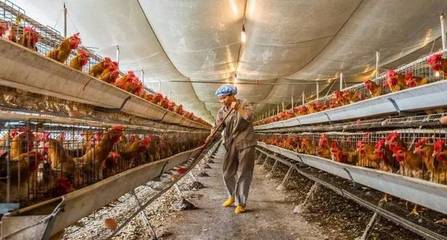 濫用農(nóng)藥、化肥、抗生素-農(nóng)業(yè)模式不改,315將是打不完的假,辟不完謠
