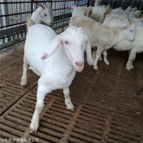 市長(zhǎng)江路南站小區(qū)期待你的來(lái)電聯(lián)系方式山東邦進(jìn)養(yǎng)殖企業(yè)類型
