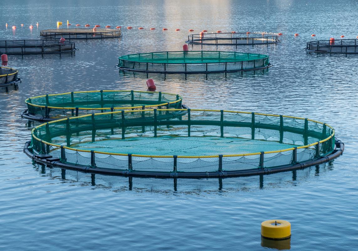 fishery standard公司計(jì)劃投資50億盧布興建現(xiàn)代化綜合性鱒魚養(yǎng)殖場(chǎng)